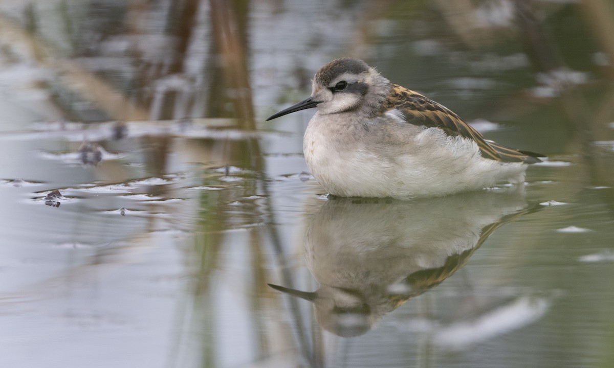 Red-necked Phalarope - ML622075227