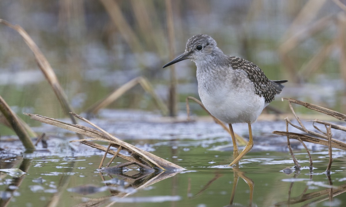 Lesser Yellowlegs - ML622075229