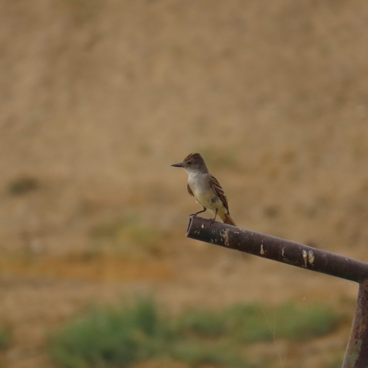 Ash-throated Flycatcher - ML622075230