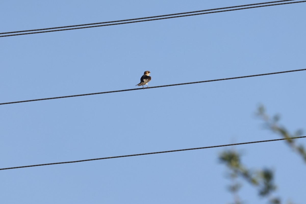 Red-rumped Swallow - ML622075231