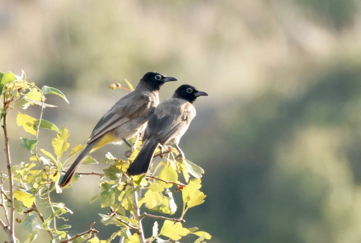 White-spectacled Bulbul - ML622075248