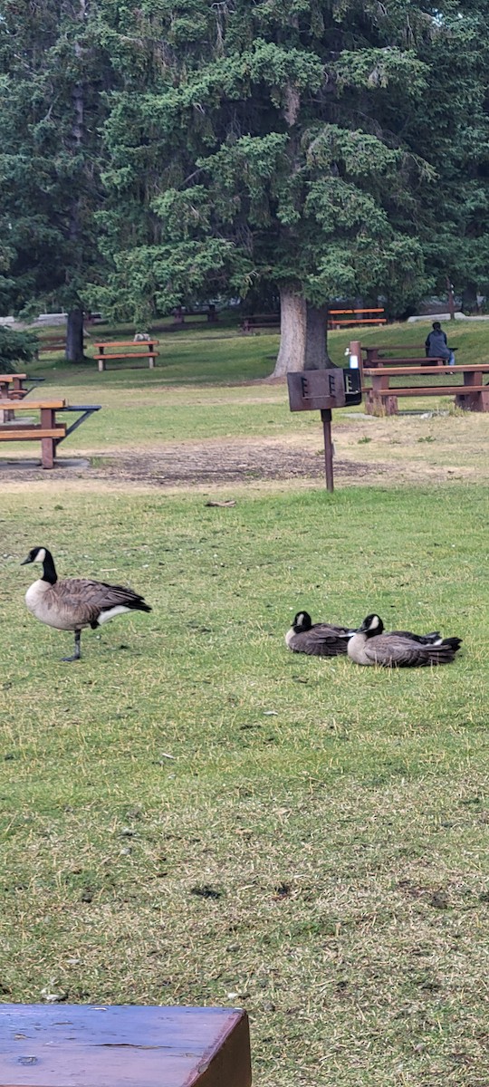 Canada Goose - ML622075251