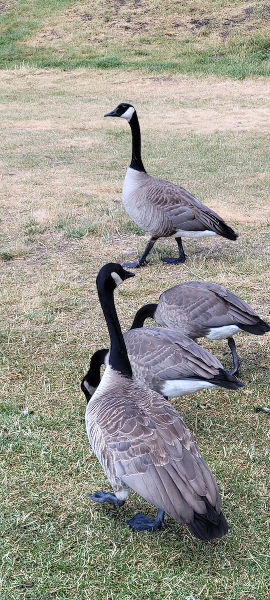 Canada Goose - ML622075252