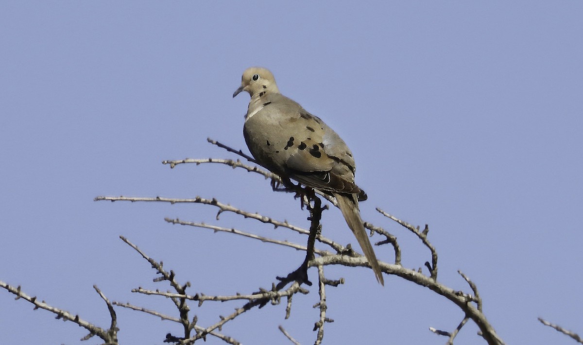 Mourning Dove - ML622075276