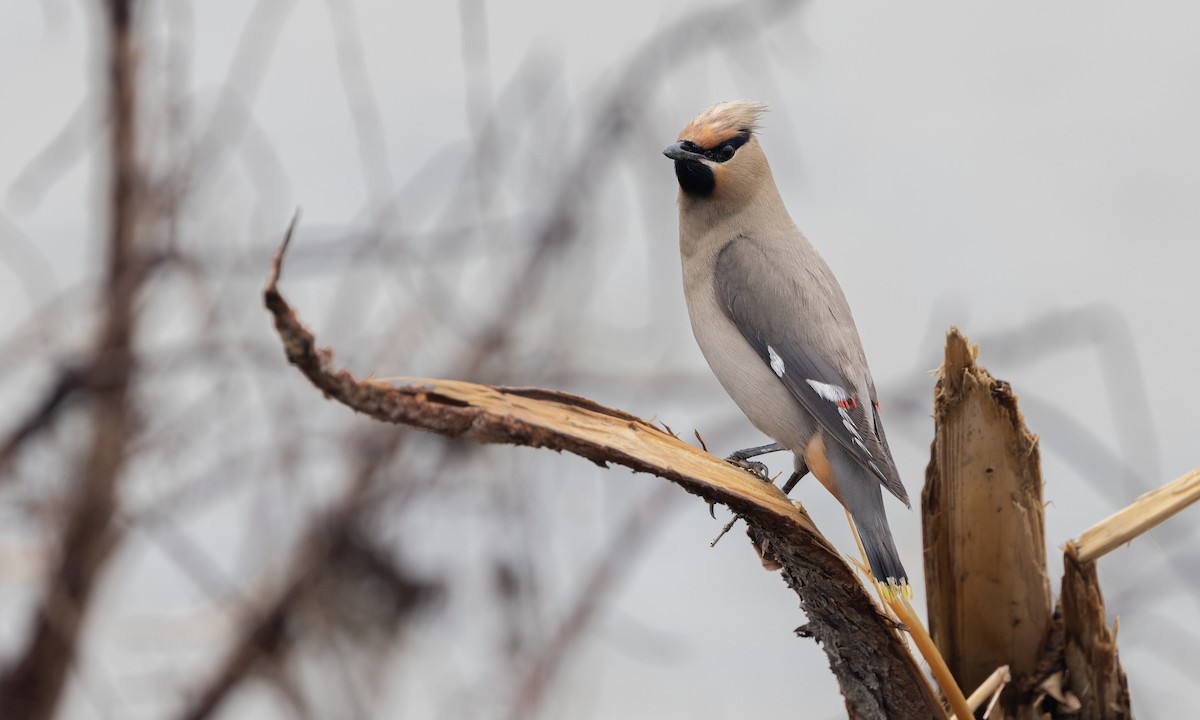 Bohemian Waxwing - ML622075291