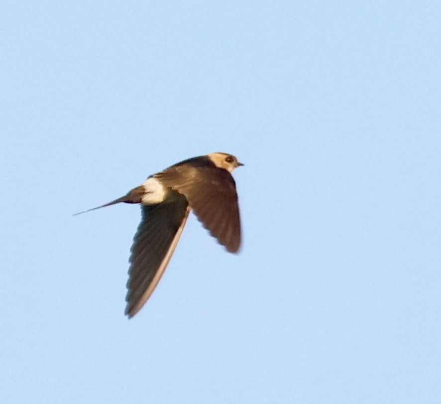 Red-rumped Swallow - ML622075333