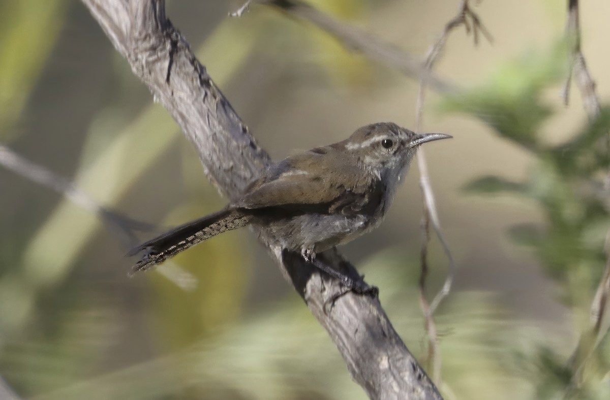 Bewick's Wren - ML622075335