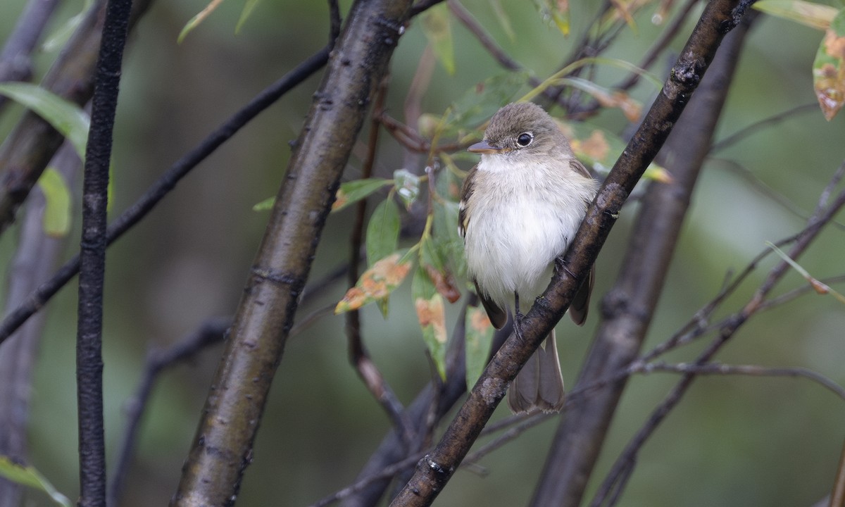 Alder Flycatcher - ML622075347