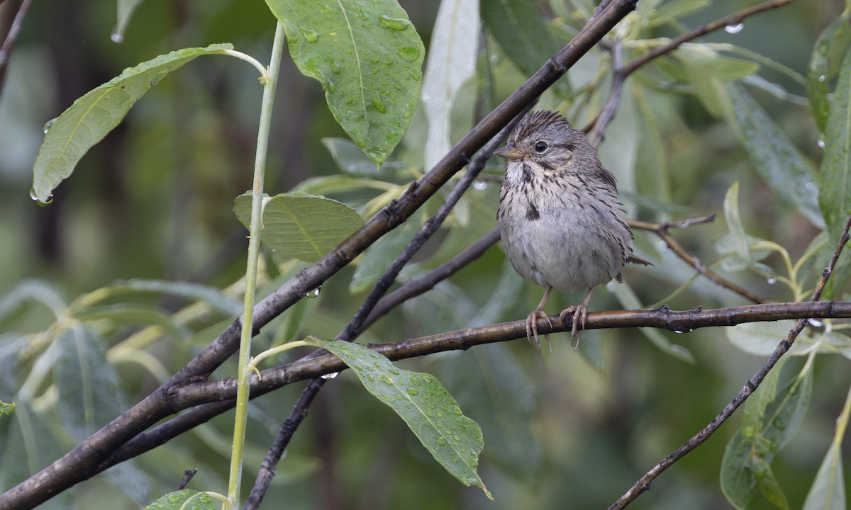 Lincoln's Sparrow - ML622075349