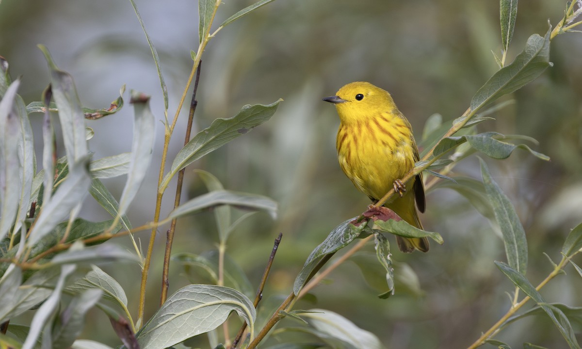 Yellow Warbler - ML622075350