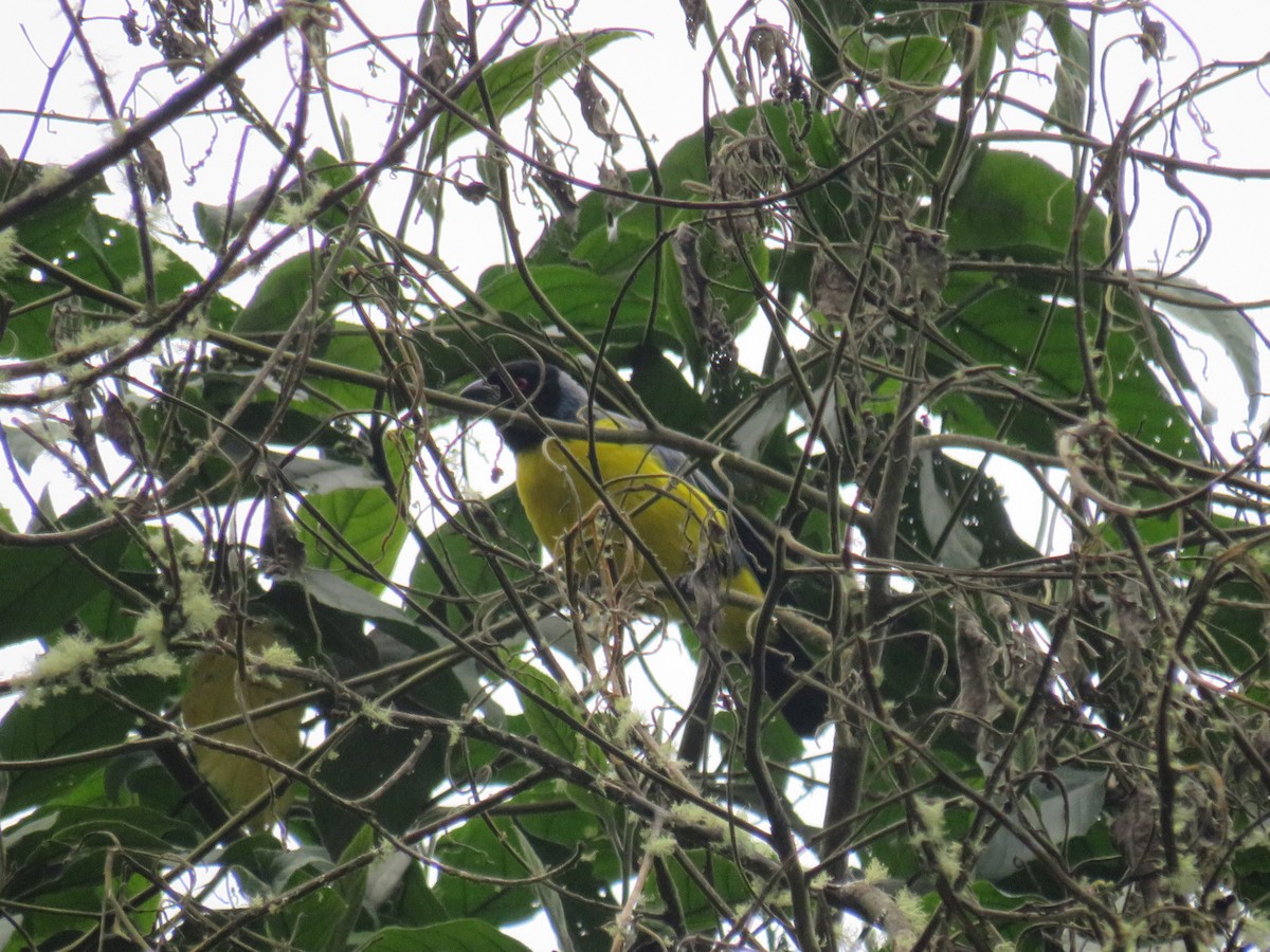 Hooded Mountain Tanager - ML622075353