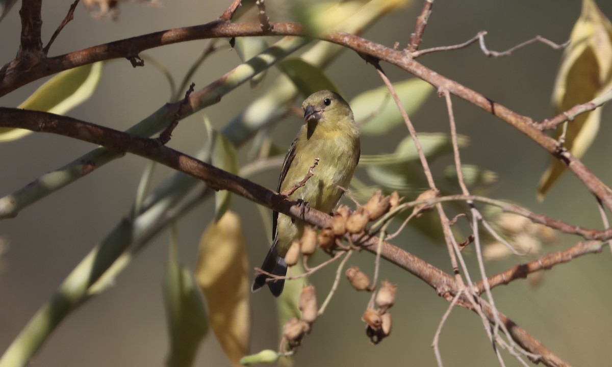 Lesser Goldfinch - Douglas Hall