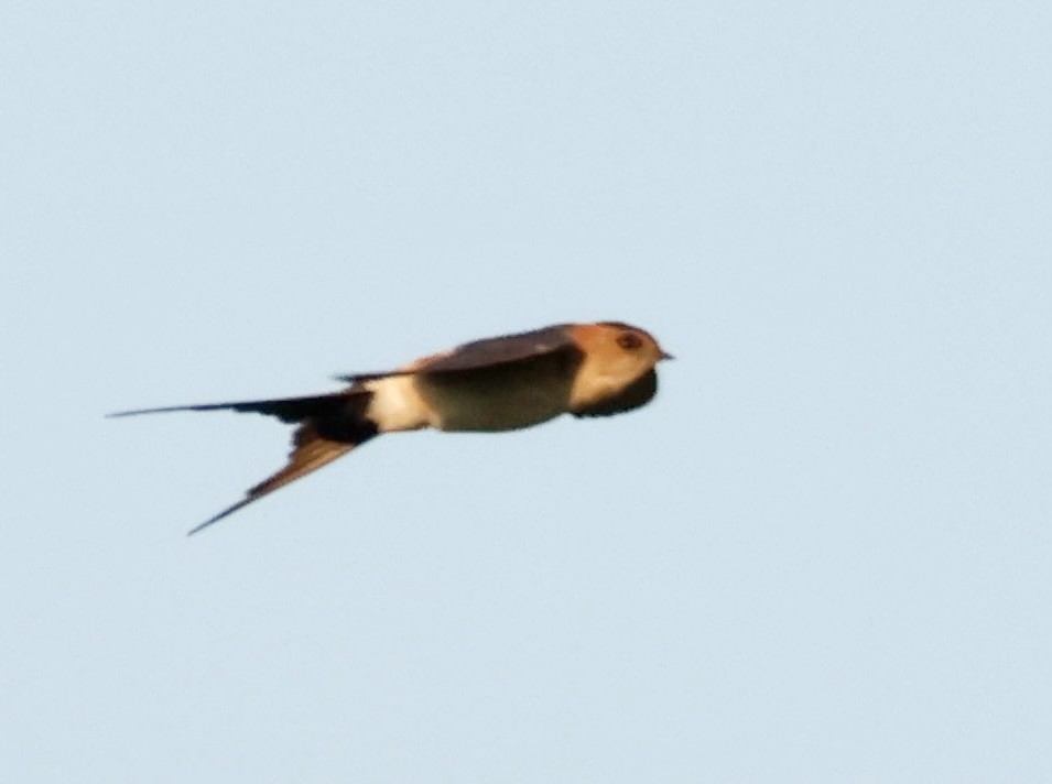 Red-rumped Swallow - ML622075370