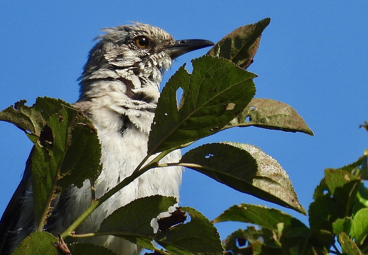 Northern Mockingbird - Nick & Jane