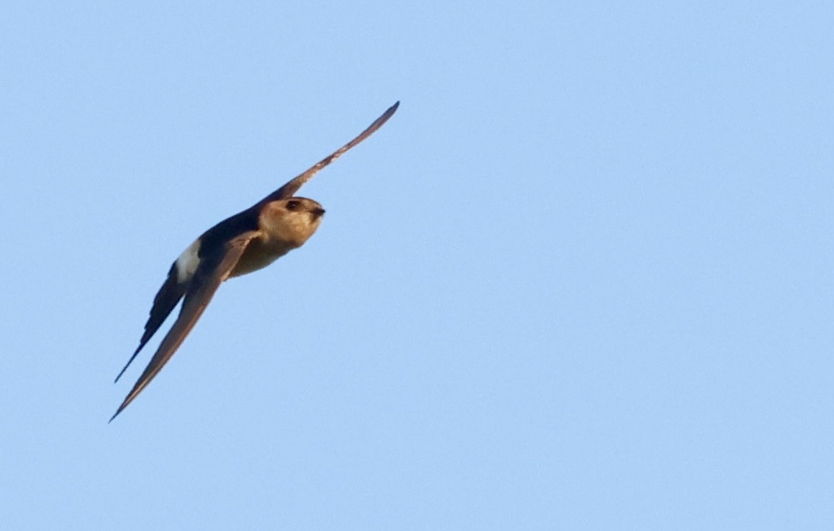 Red-rumped Swallow - ML622075394