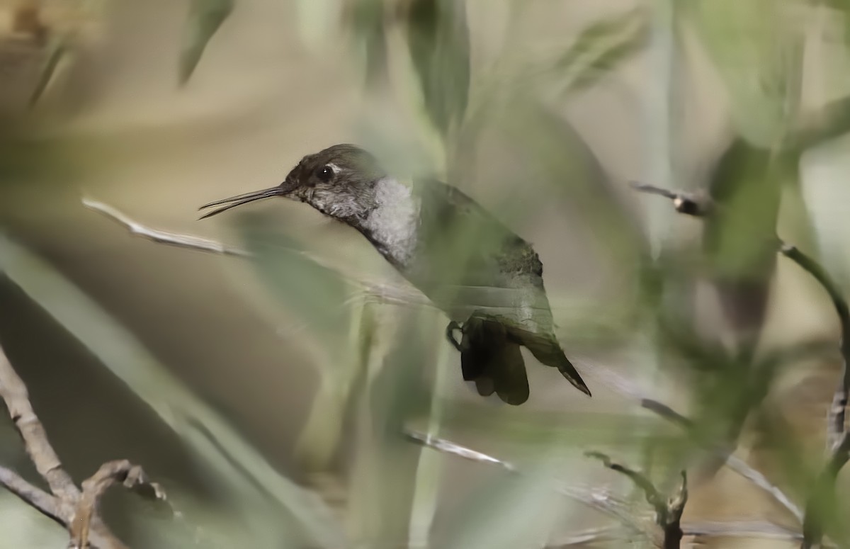 Anna's Hummingbird - ML622075410