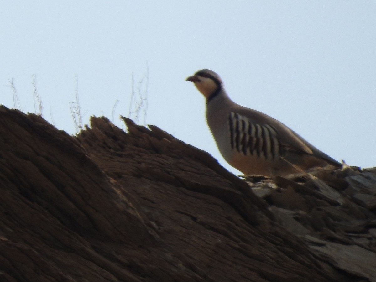 Chukar - ML622075495