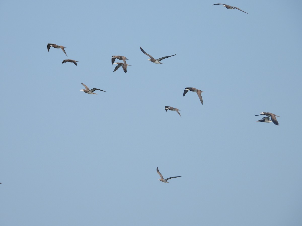 Brown Booby - ML622075496