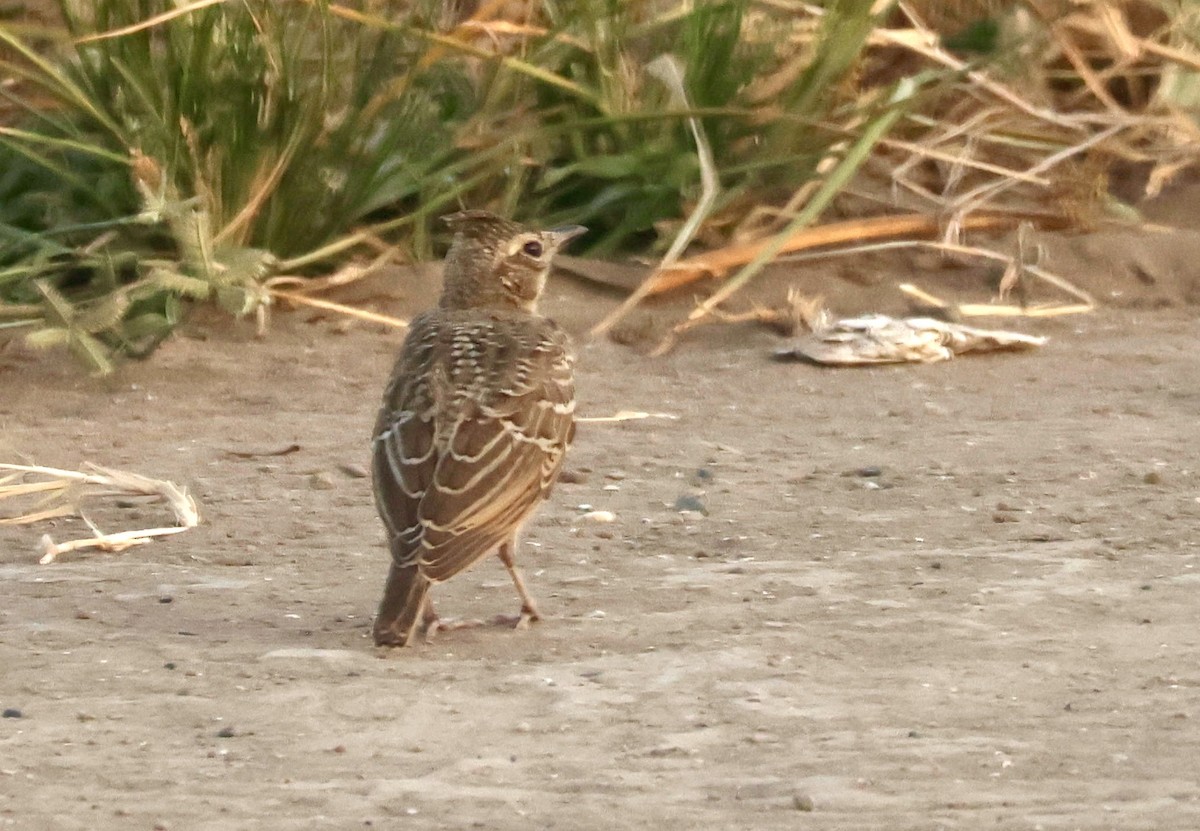 Crested Lark - ML622075502