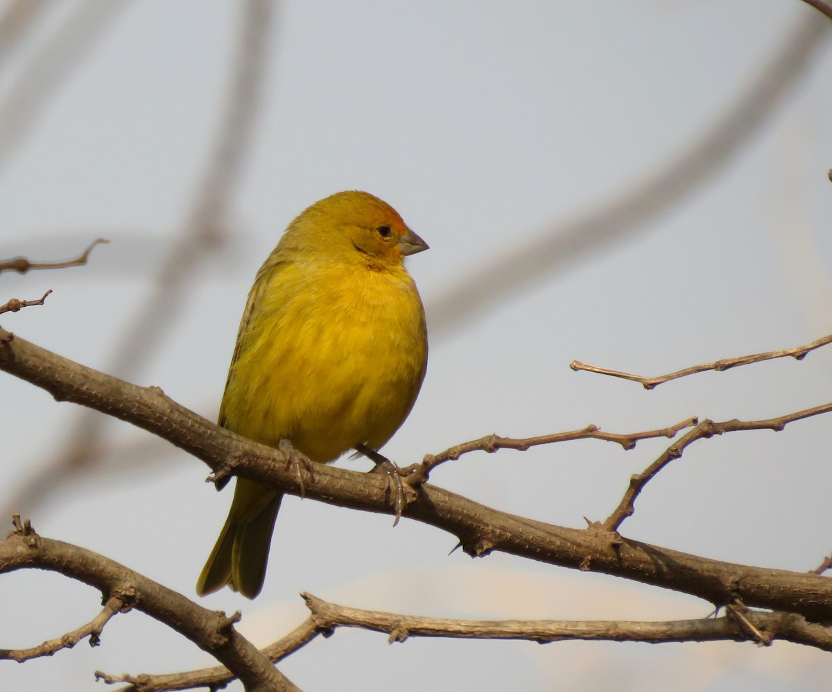 Saffron Finch - ML622075504