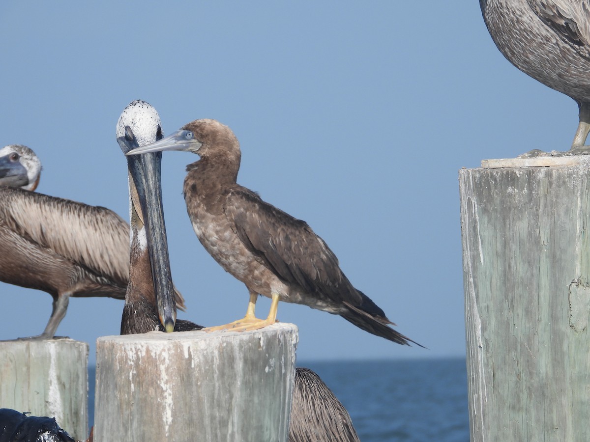 Brown Booby - ML622075521