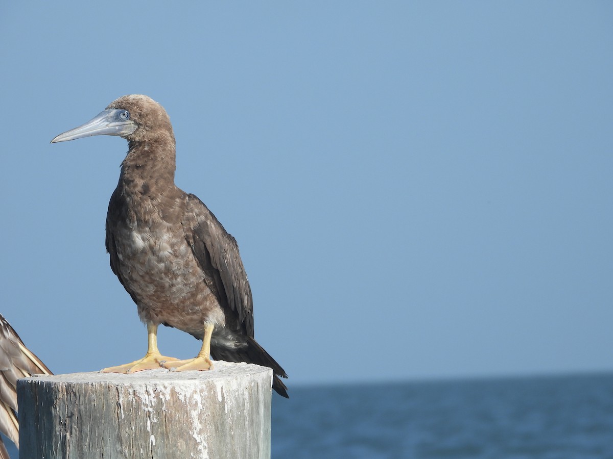 Brown Booby - ML622075523
