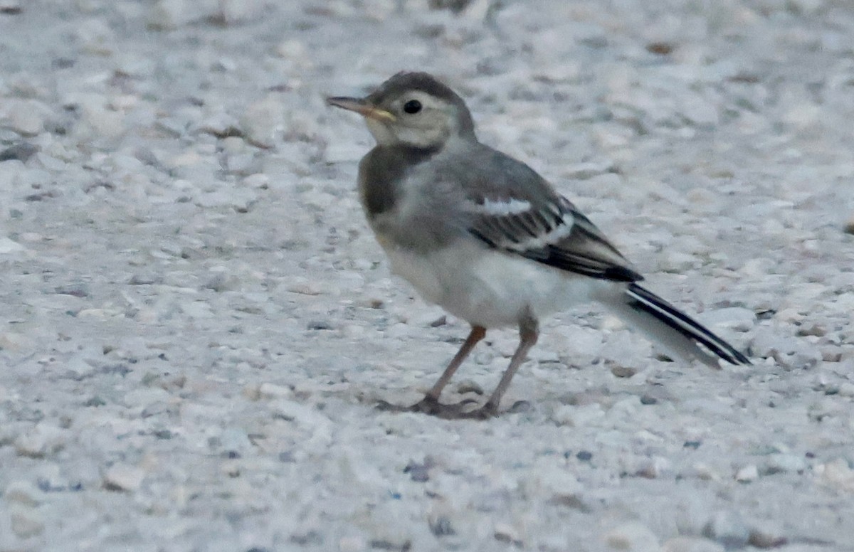 White Wagtail - ML622075532