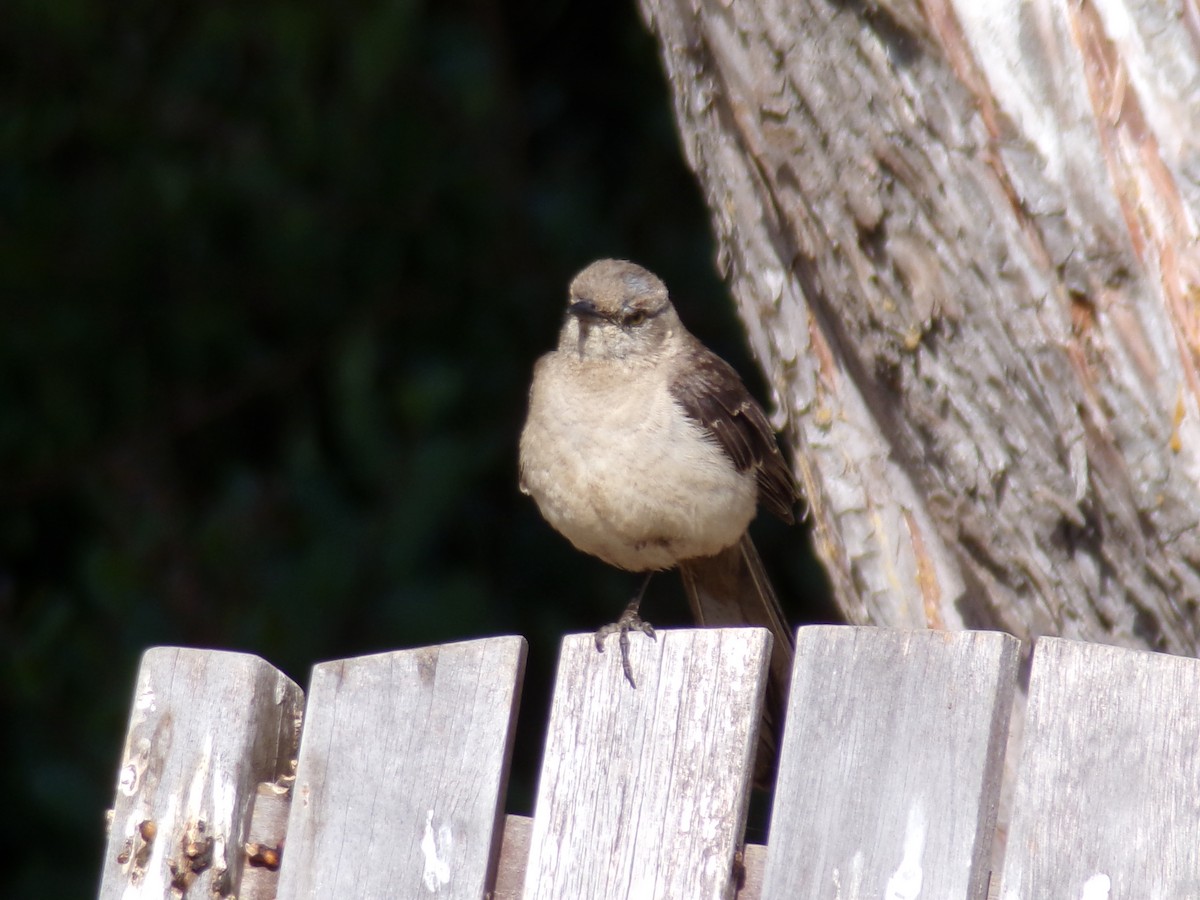 Northern Mockingbird - ML622075533