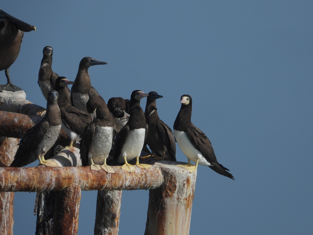 Brown Booby - ML622075544