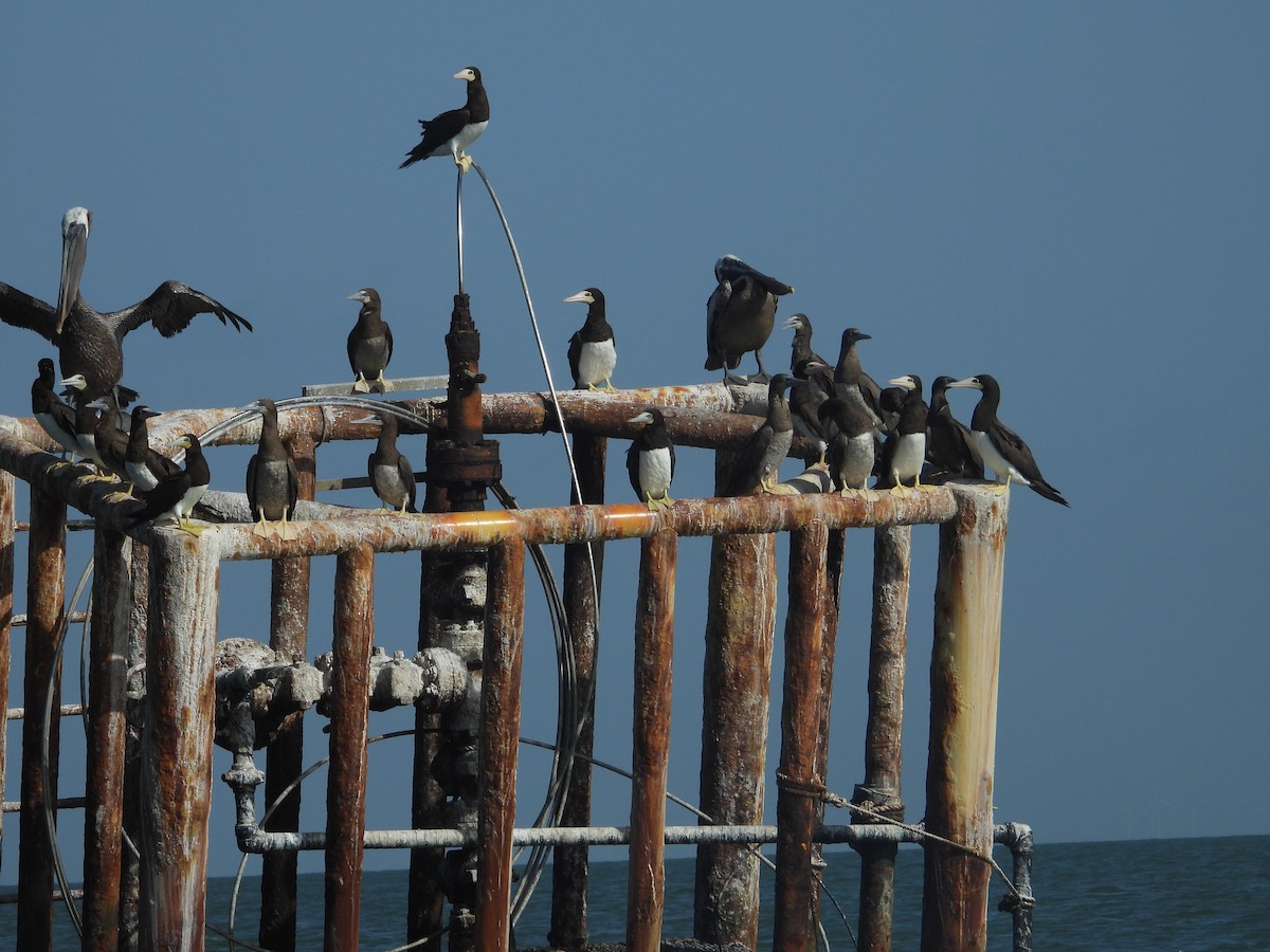 Brown Booby - ML622075556