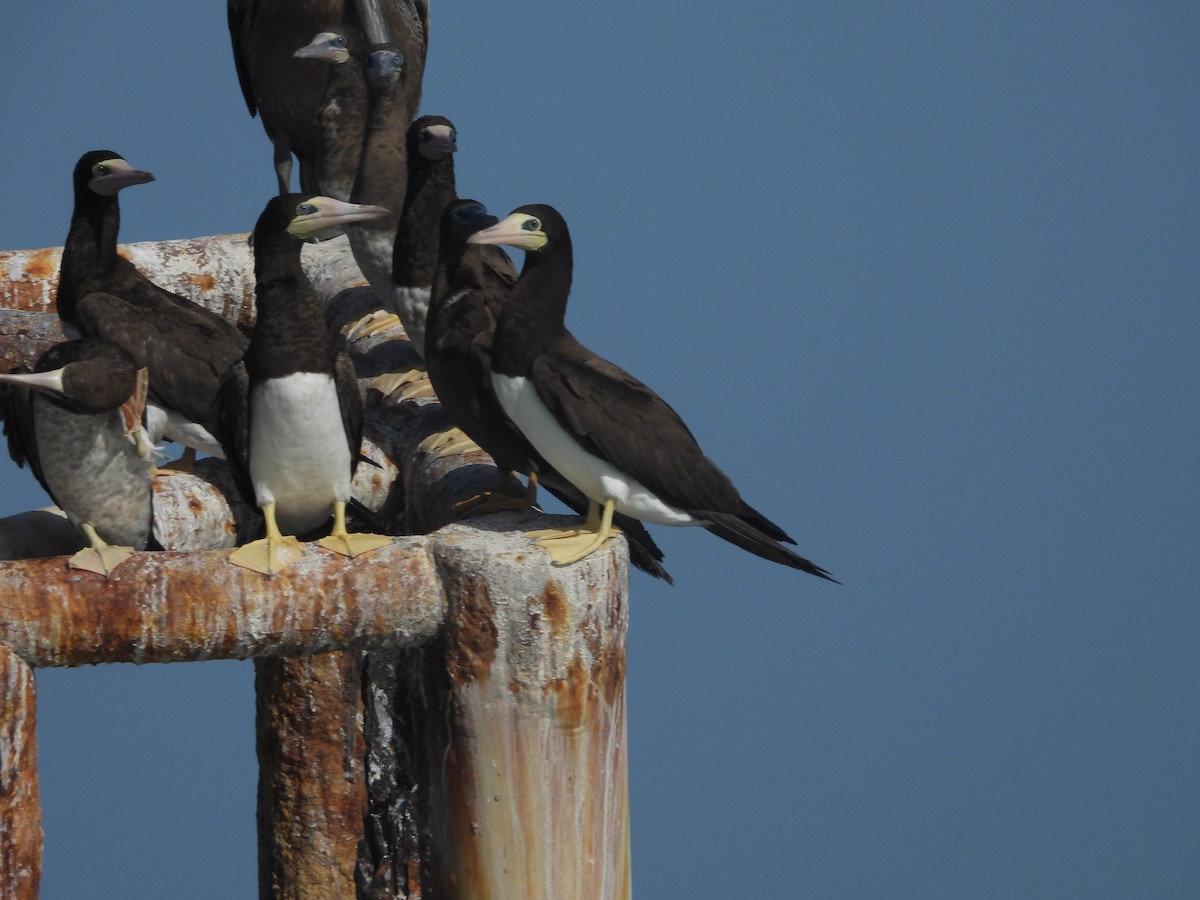 Brown Booby - ML622075562