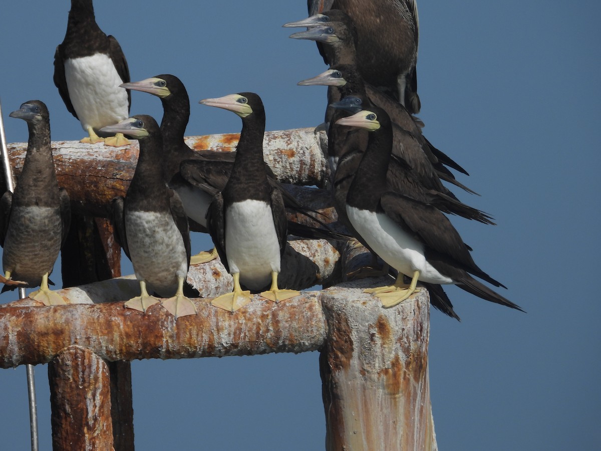 Brown Booby - ML622075564