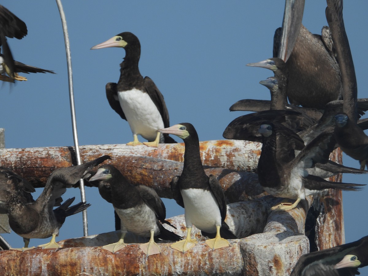 Brown Booby - ML622075569