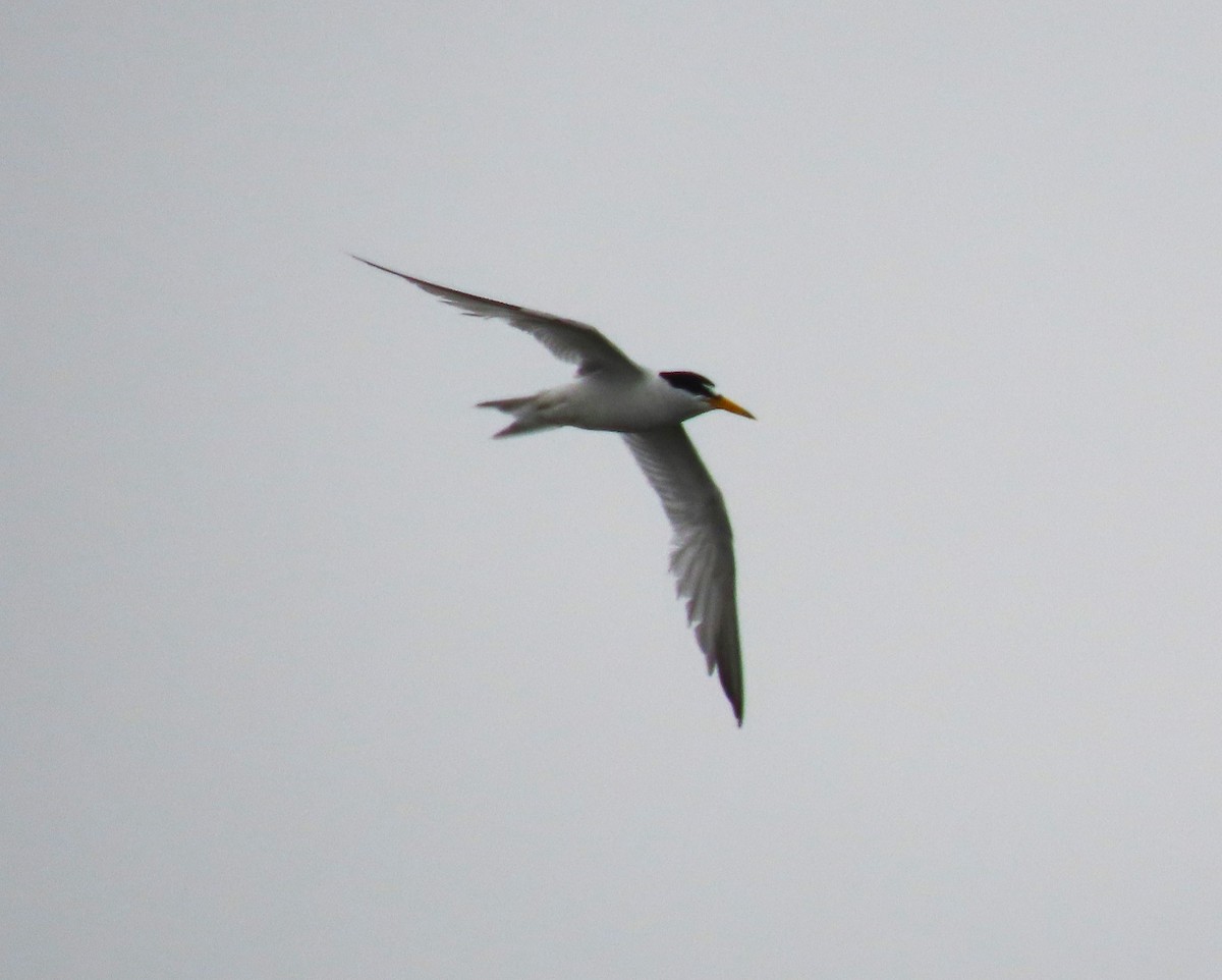 Least Tern - ML622075573