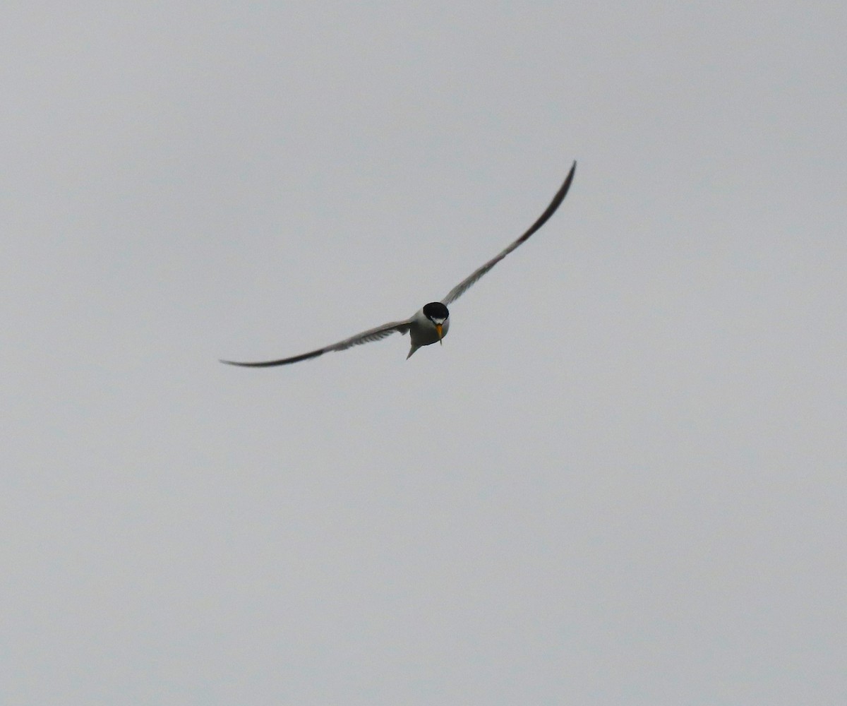 Least Tern - ML622075575