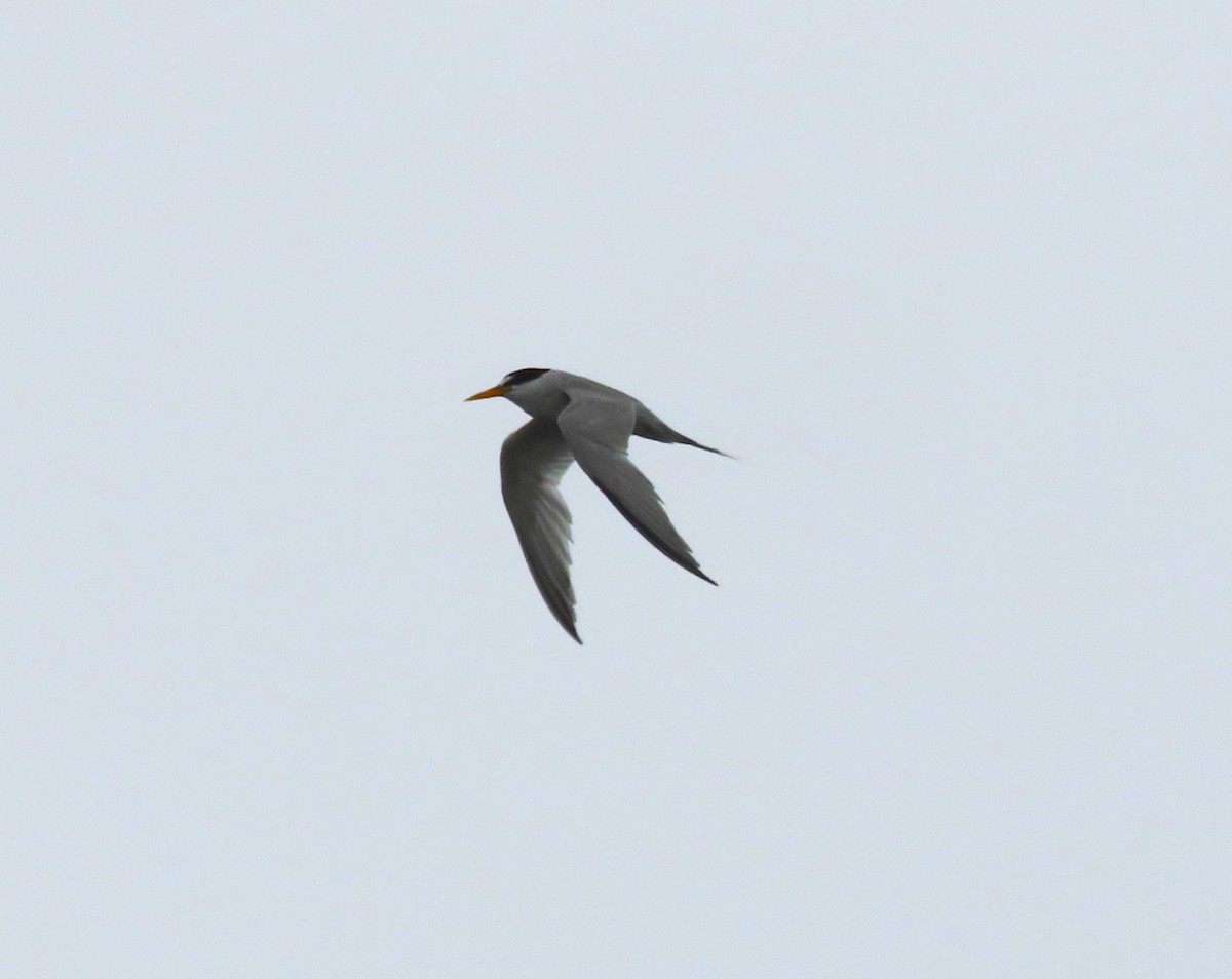 Least Tern - ML622075581