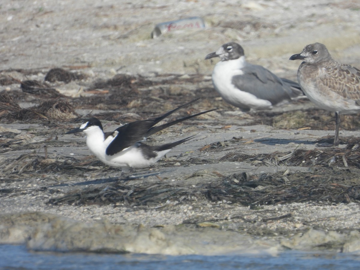 Sooty Tern - ML622075598