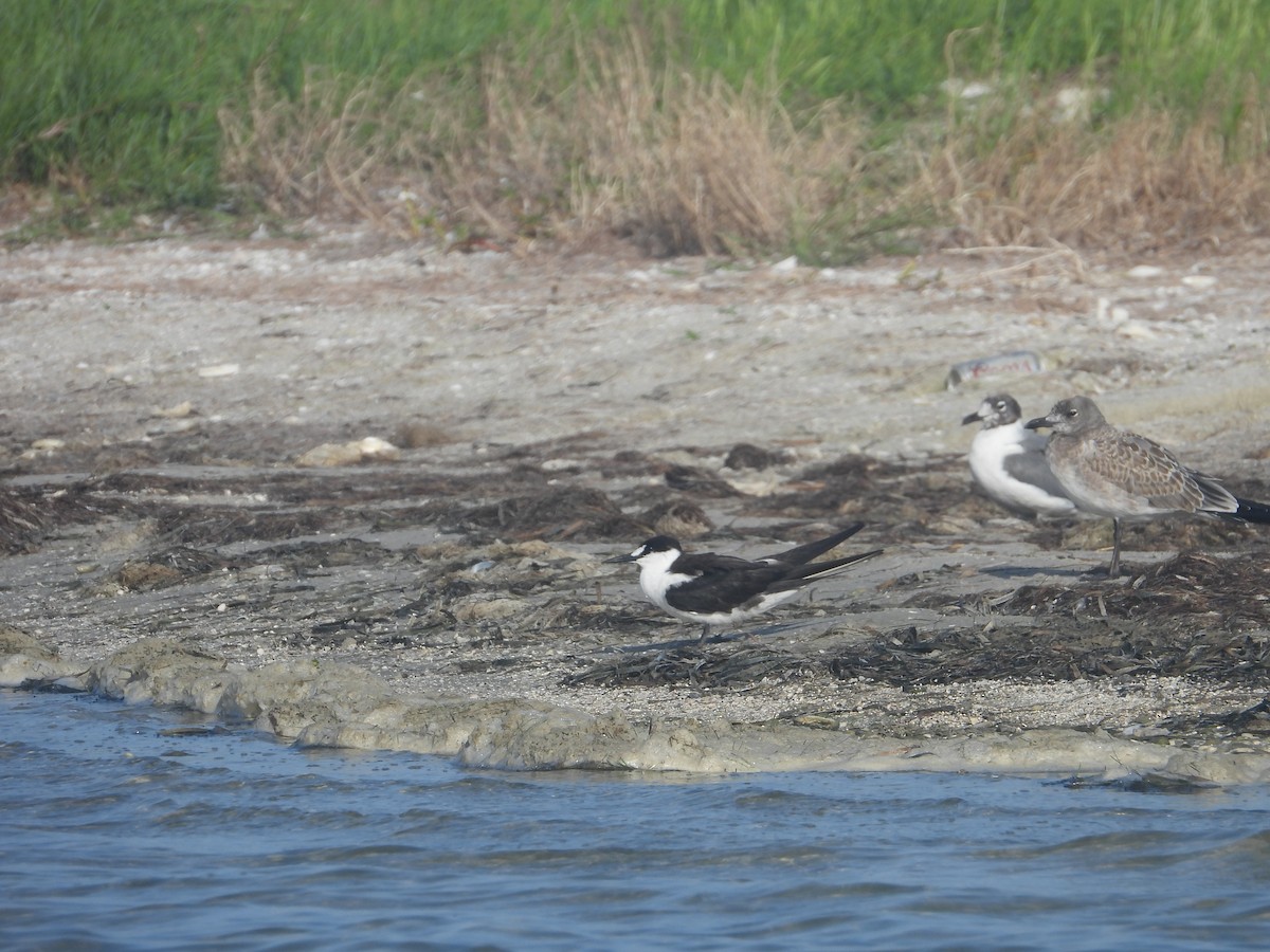 Sooty Tern - ML622075600