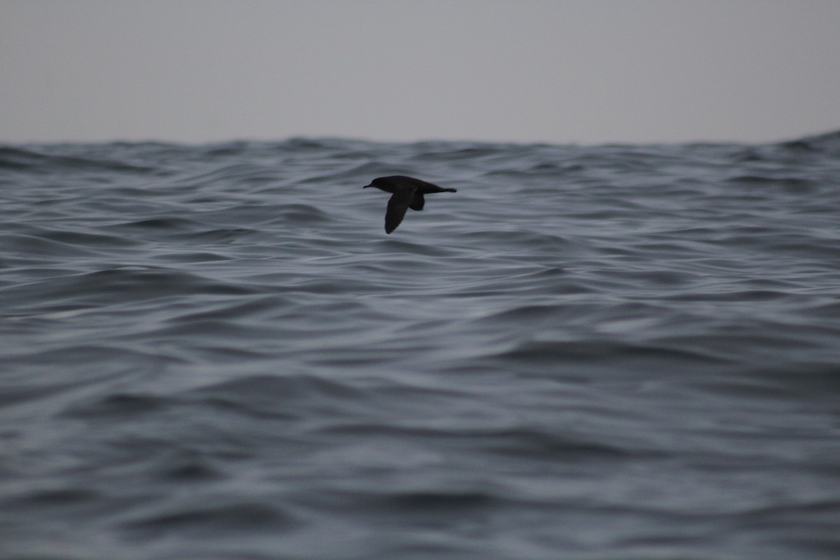 Sooty Shearwater - ML622075604