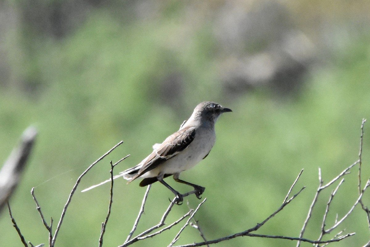 Northern Mockingbird - ML622075606