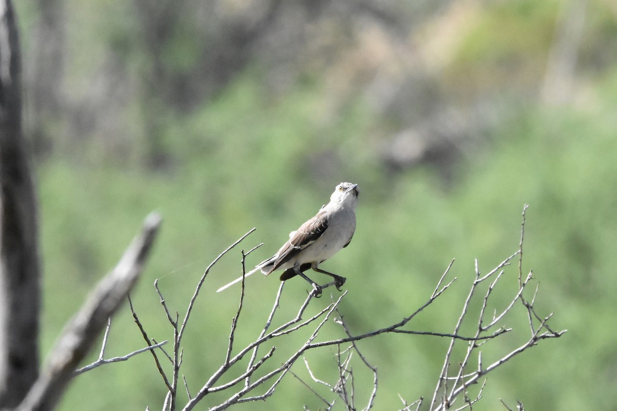 Northern Mockingbird - Katy Banning