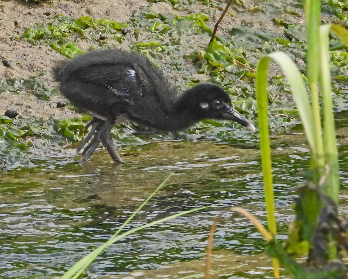 Clapper Rail - ML622075610