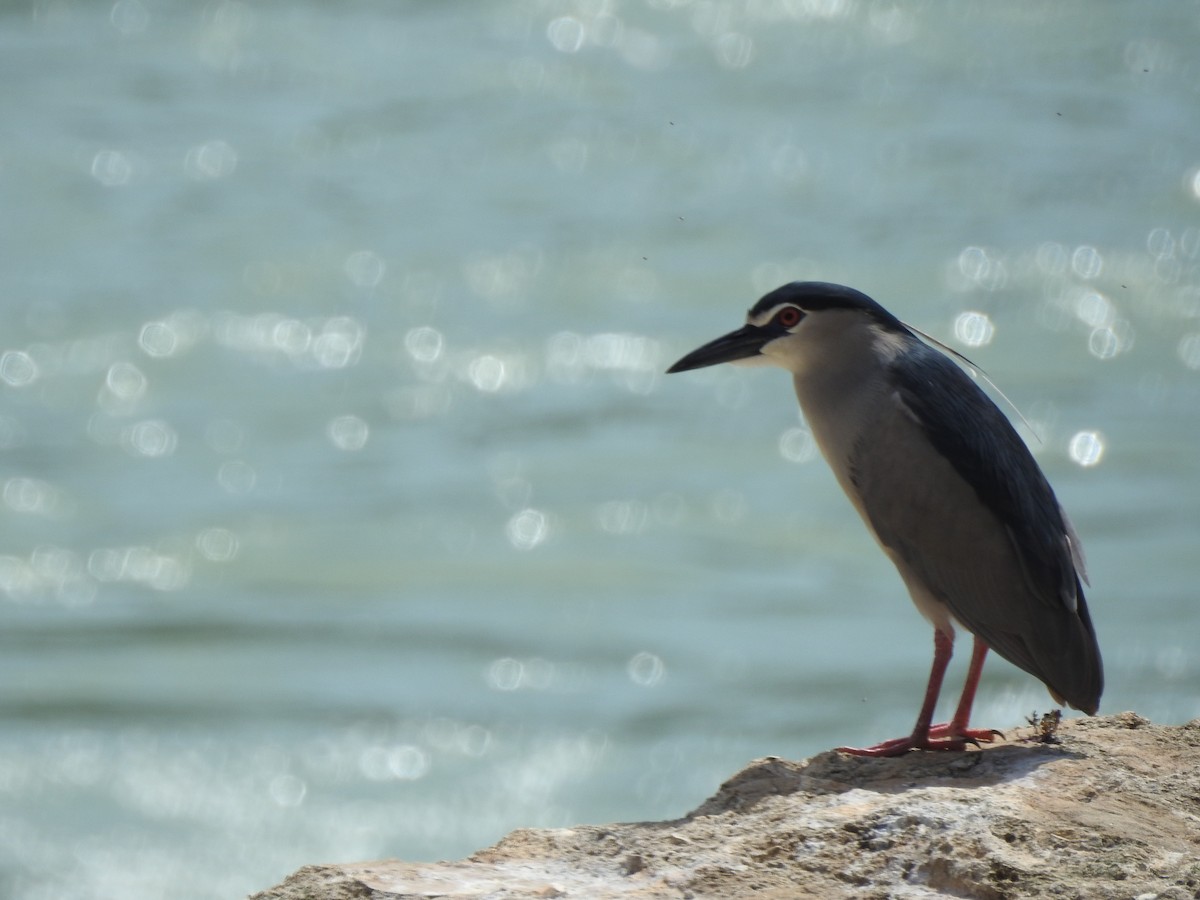 Black-crowned Night Heron - Mohammad Fallah