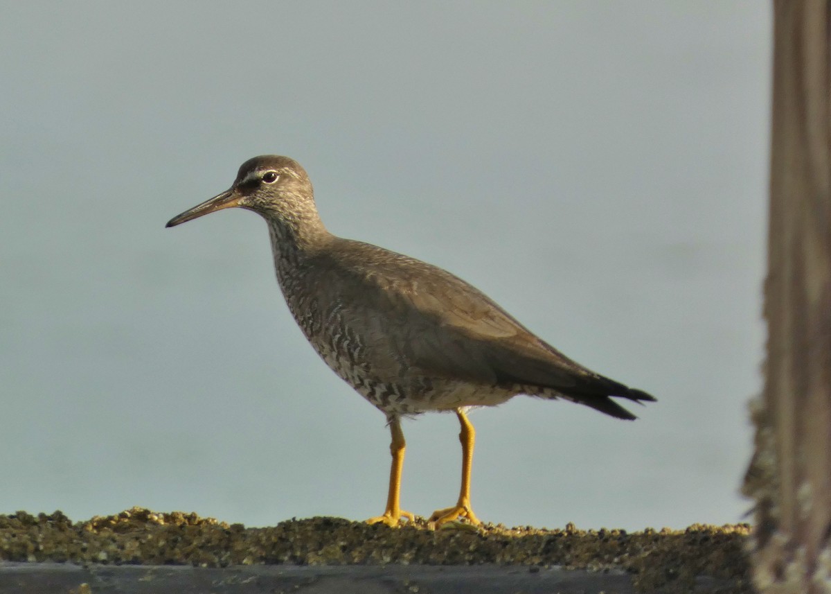 Wandering Tattler - ML622075670