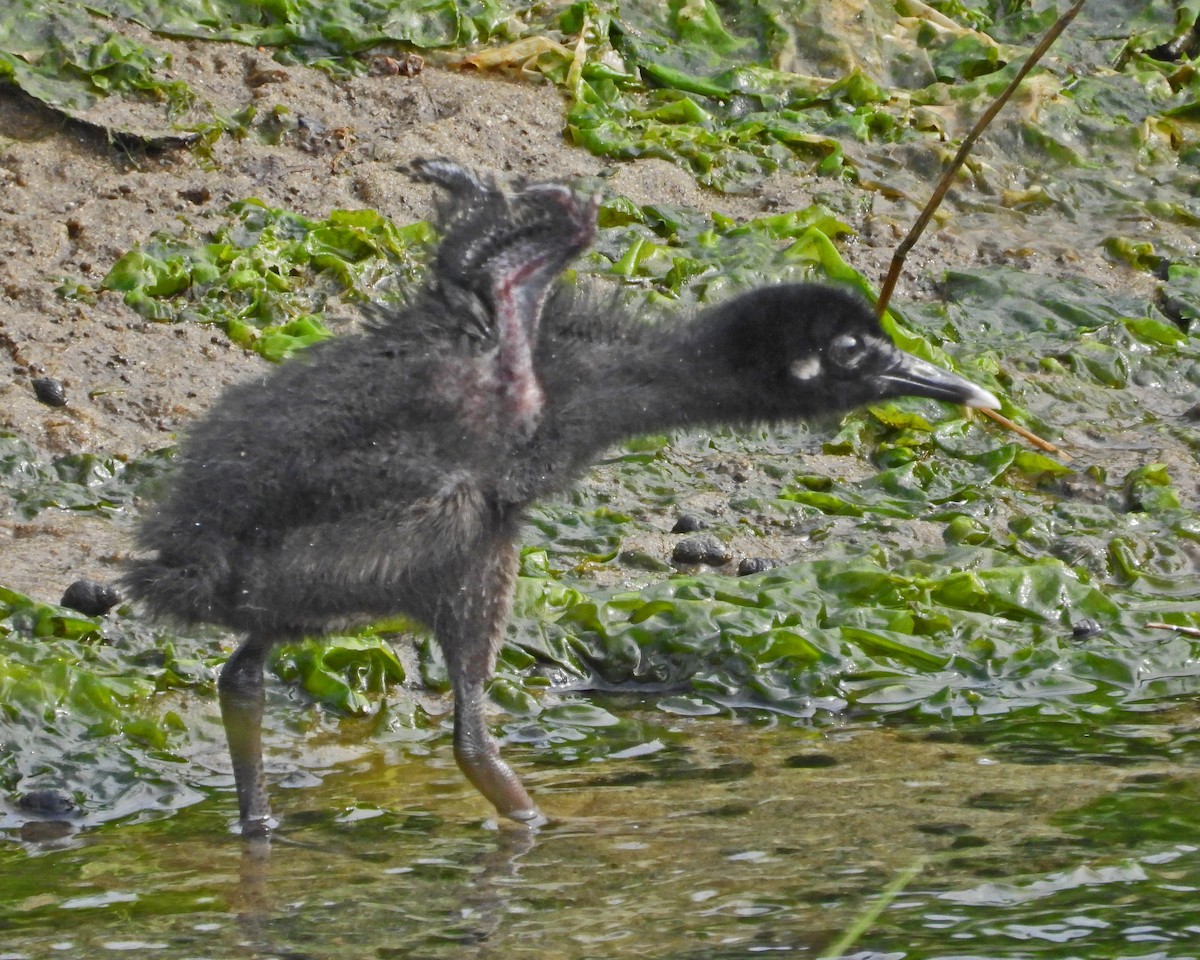 Clapper Rail - ML622075693