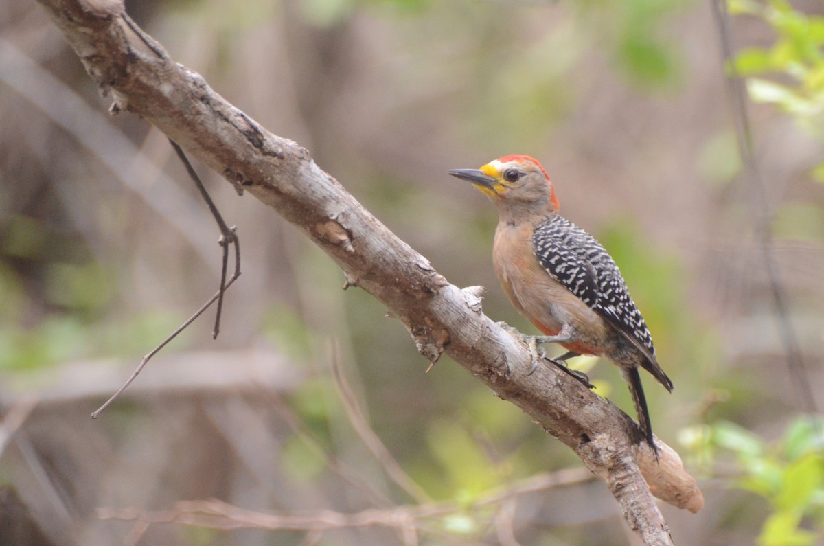 Yucatan Woodpecker - 🦜 Daniel Correia 🦜