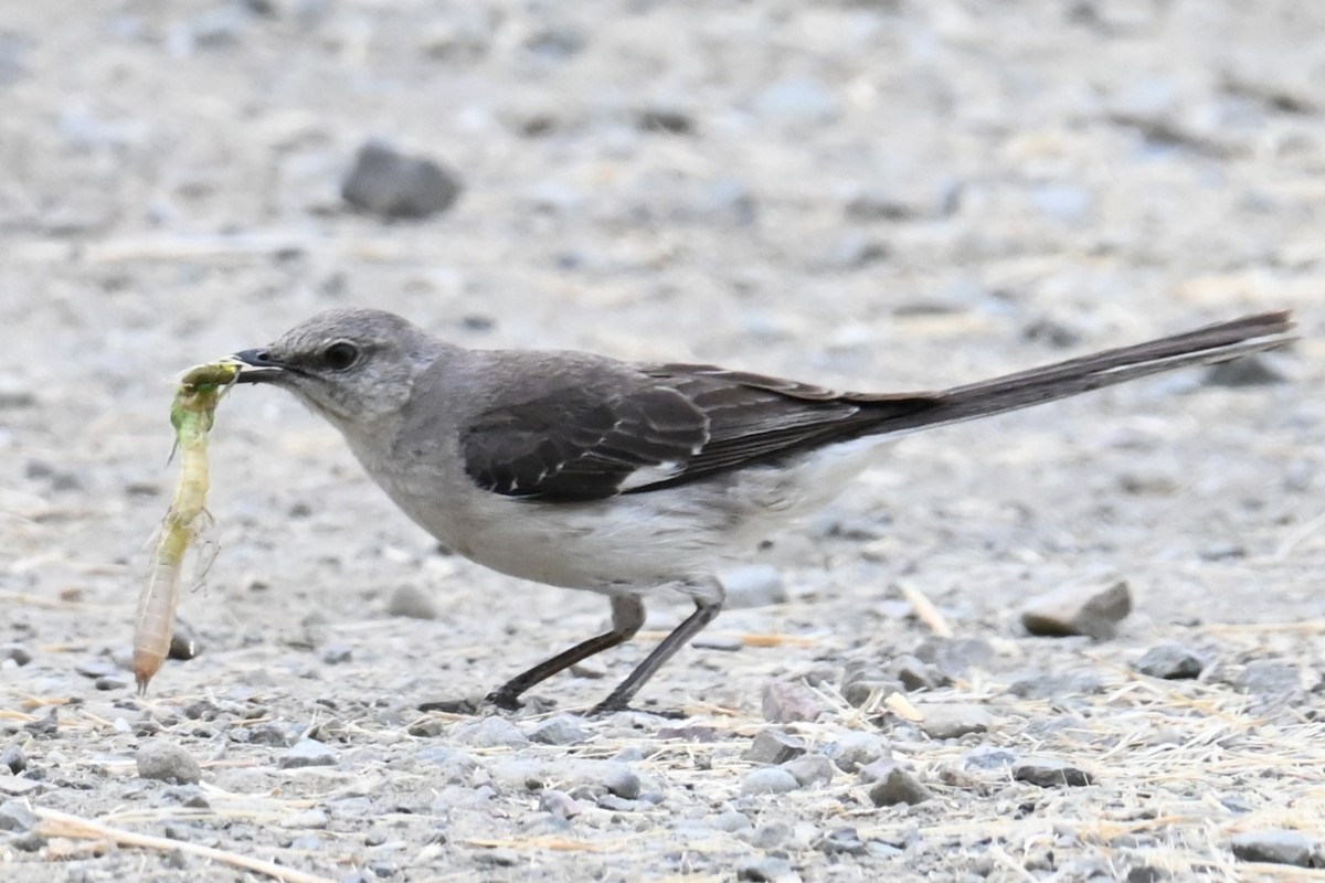 Northern Mockingbird - ML622075777