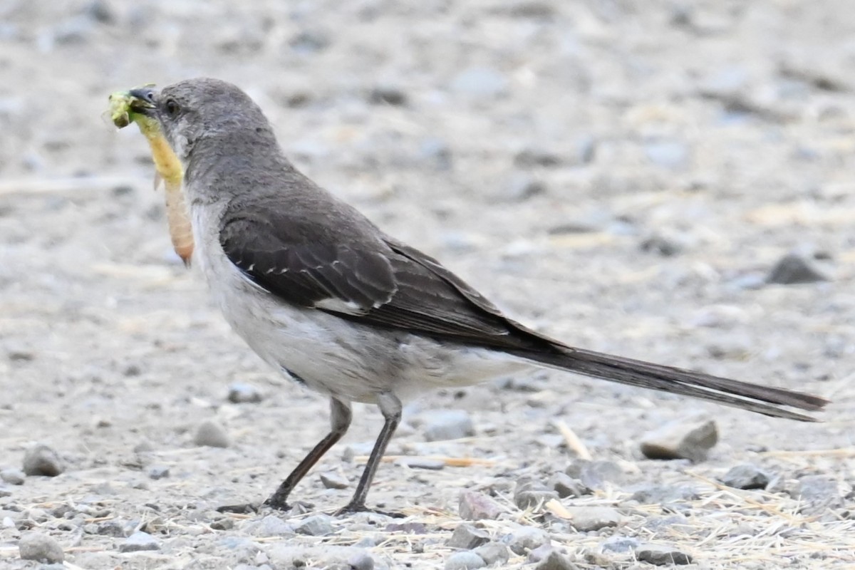 Northern Mockingbird - ML622075778