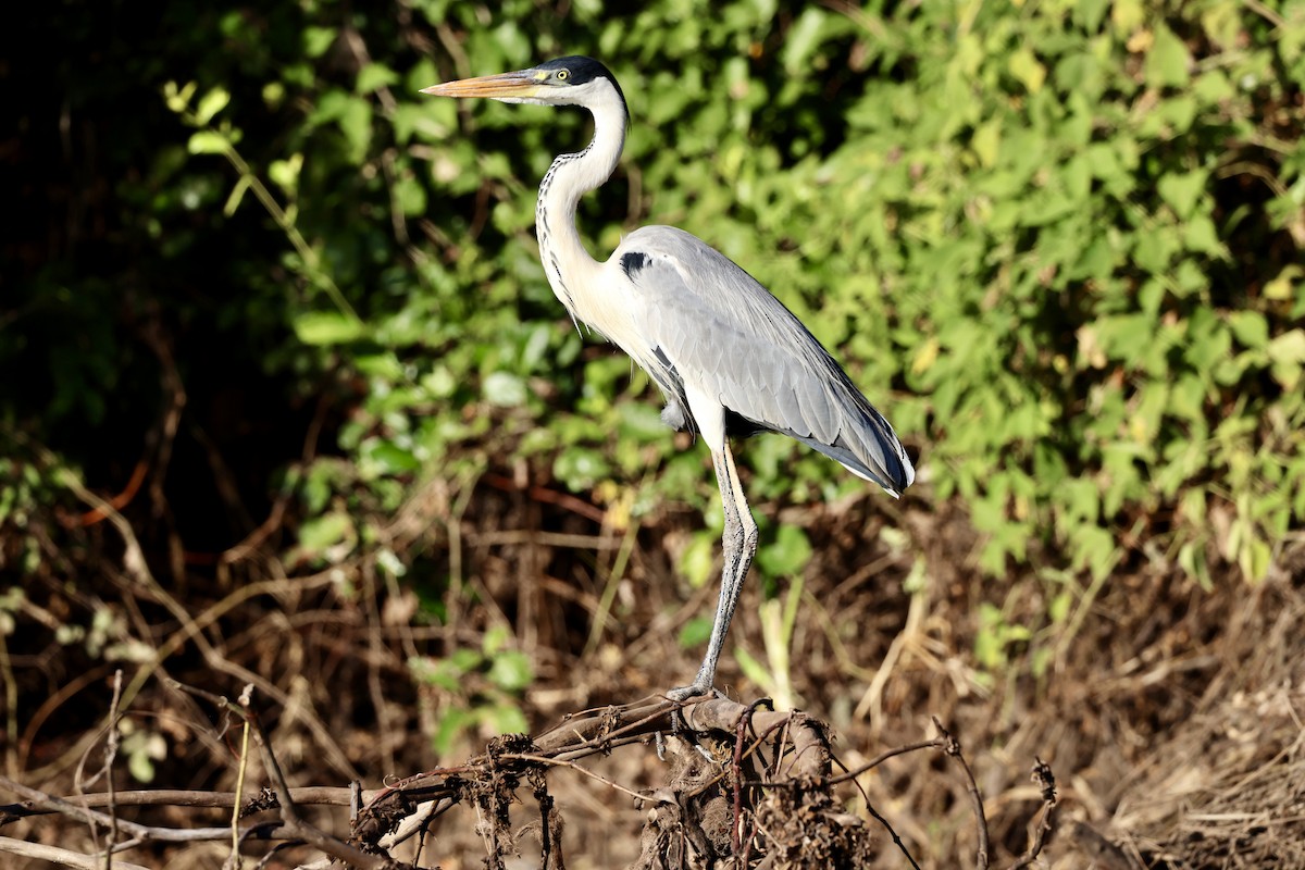 Cocoi Heron - Steve Tattersall