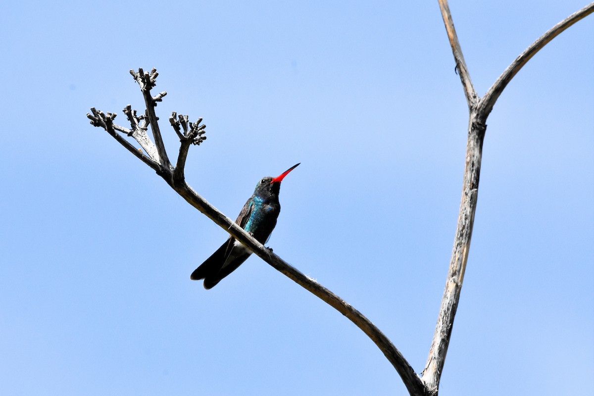 Broad-billed Hummingbird - Katy Banning